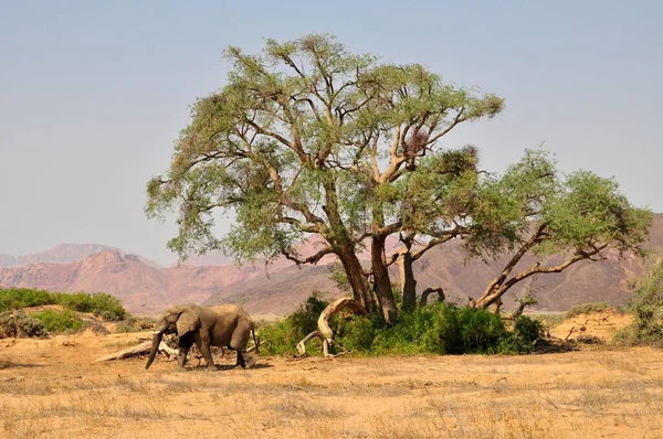 아프리카의 코끼리 사바나 코끼리 돈타아 프리라나 아프리카 — 스톡 사진