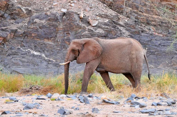 非洲布什大象或非洲萨凡纳大象 Loxodonta Africana 在非洲达摩拉兰的乌加布干河中行走 — 图库照片