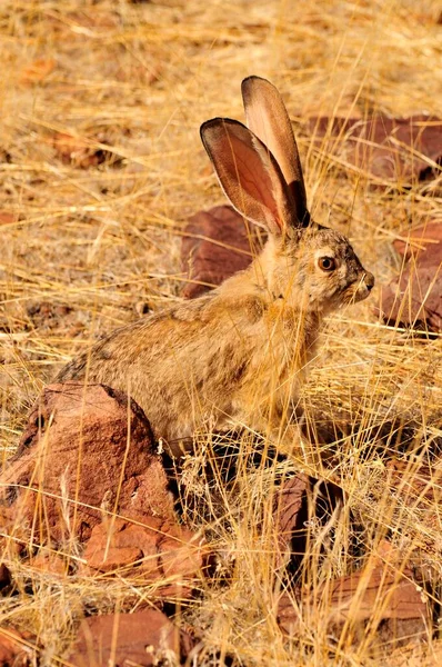 Scrub Hare Lepus Saxatilis Góry Mik Damaraland Namibia Afryka — Zdjęcie stockowe