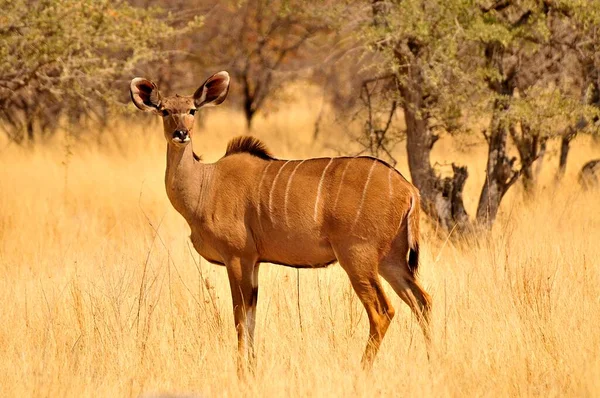 Grand Kudu Tragelaphus Strepsiceros Femelle Dans Herbe Haute Point Eau — Photo