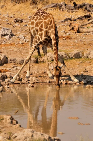 Girafa Giraffa Camelopardalis Buraco Água Klein Okevi Parque Nacional Etosha — Fotografia de Stock