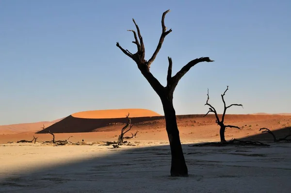 Mrtvé Stromy Deadvlei Ranním Světle Namib Desert Namib Naukluft Park — Stock fotografie
