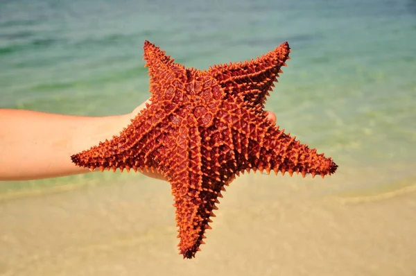 Red Cushion Sea Star Oreaster Reticulatus Protected Species Playa Ancon — Stock Photo, Image