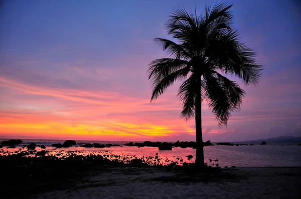 Palm Last Evening Light Playa Ancon Beach Trinidad Cuba Caribbean — стоковое фото