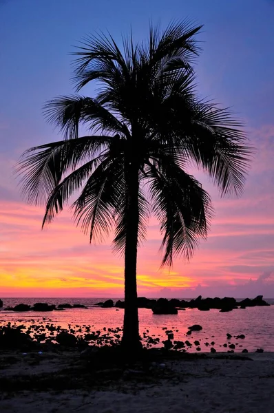 Palm Last Evening Light Playa Ancon Beach Trinidad Cuba Caribbean — Foto de Stock