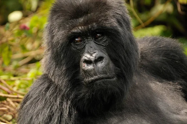 Горная Горилла Gorilla Beringei Beringei Группы Хирва Подножия Вулкана Гахинга — стоковое фото