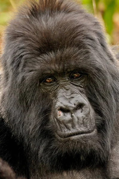 Gorilla Górska Gorilla Beringei Beringei Grupy Hirwa Podnóża Wulkanu Gahinga — Zdjęcie stockowe