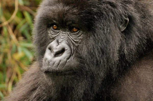 Gunung Gorila Gorilla Beringei Beringei Dari Kelompok Hirwa Kaki Gunung — Stok Foto