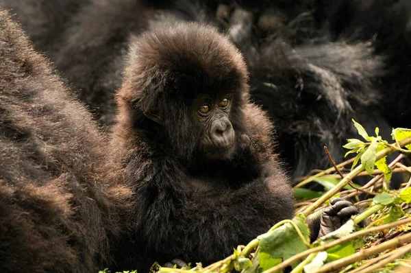 Baby Mountain Gorilla Gorilla Beringei Beringei Groupe Hirwa Pied Volcan — Photo