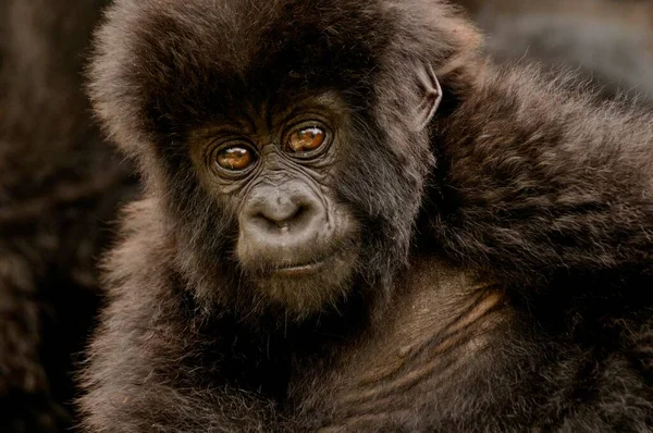 Baby Mountain Gorilla Gorilla Beringei Beringei Hirwa Csoportból Gahinga Vulkán — Stock Fotó