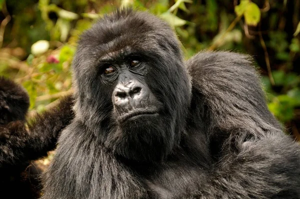 Berg Gorilla Gorilla Beringei Beringei Hirwa Gruppen Vid Foten Gahinga — Stockfoto