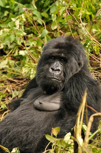 Gorila Montanha Gorilla Beringei Beringei Grupo Hirwa Aos Pés Vulcão — Fotografia de Stock