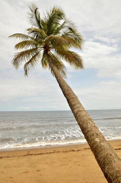 Palma Sulla Spiaggia Kribi Camerun Africa Centrale Africa — Foto Stock