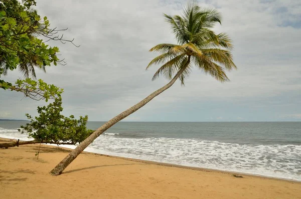 Palm Tree Beach Kribi Cameroon Central Africa Africa — Stock Photo, Image