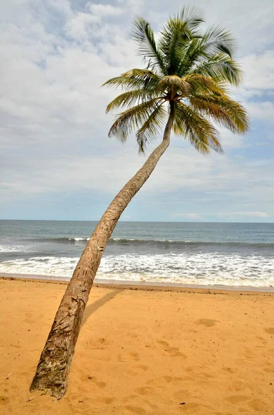 Пальма Пляже Криби Камерун Центральная Африка Африка — стоковое фото