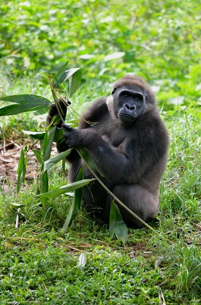 Western Lowland Gorilla Gorilla Gorilla Kameroen Centraal Afrika Afrika — Stockfoto