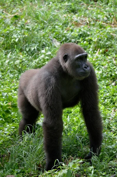 Western Lowland Gorilla Γορίλλας Gorilla Καμερούν Κεντρική Αφρική Αφρική — Φωτογραφία Αρχείου