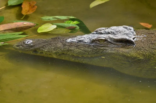 나일악어 Crocodylus Niloticus Limb Wildlife Centre Limb Carmoon Central Africa — 스톡 사진