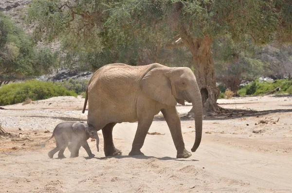 Elefante Africano Loxodonta Africana Elefante Femmina Del Deserto Con Piccoli — Foto Stock