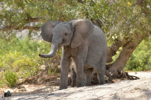 Elefante Africano Loxodonta Africana Jovem Elefante Deserto Leito Seco Rio — Fotografia de Stock