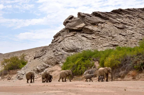 Elefantes Africanos Loxodonta Africana Elefantes Deserto Leito Seco Rio Hoanib — Fotografia de Stock