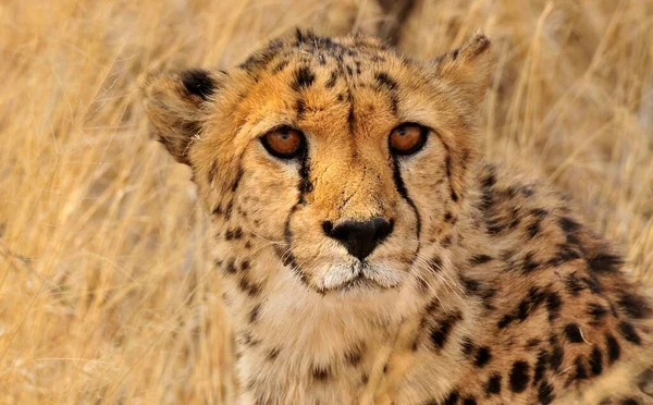 Cheetah Acinonyx Jubatus Retrato Reserva Caza Okonjima Namibia África — Foto de Stock