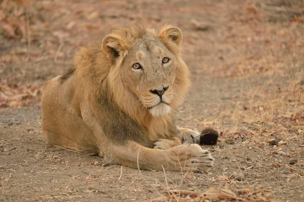 Ασιατικό Λιοντάρι Panthera Leo Persica Αρσενικό Gir Forest National Park — Φωτογραφία Αρχείου