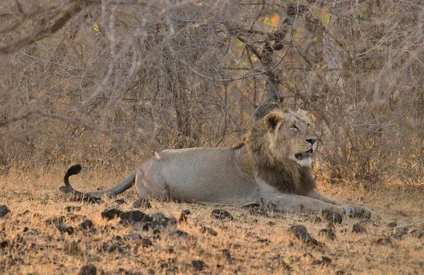 Lion Asiatique Panthera Leo Persica Mâle Parc National Forêt Gir — Photo