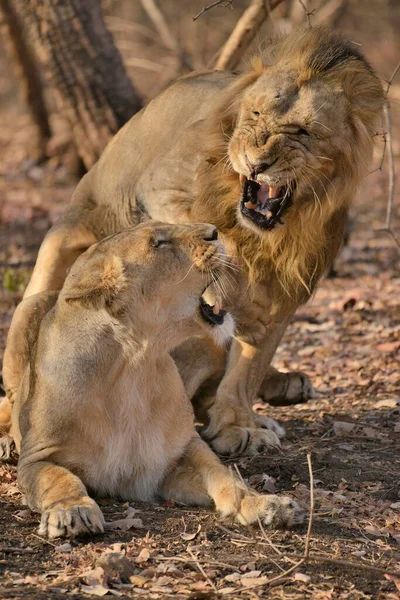 Asiatic Lions Panthera Leo Persica Mating Gir Forest National Park — 스톡 사진
