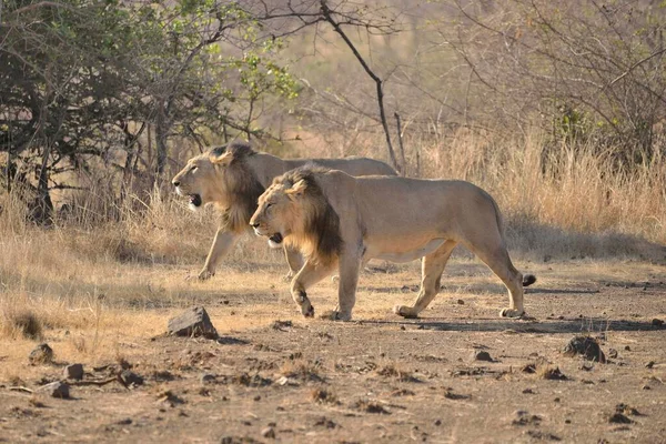 Два Азиатских Льва Panthera Leo Persica Зона Интерпретации Гира Национальный — стоковое фото