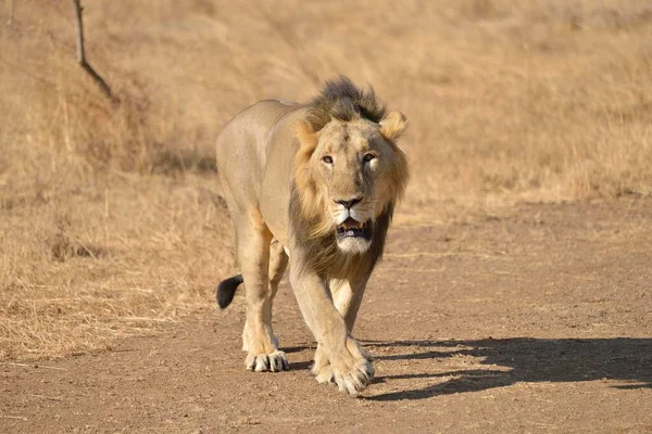 Asiatic Lion Panthera Leo Persica Male Gir Interpretation Zone Gir — 스톡 사진
