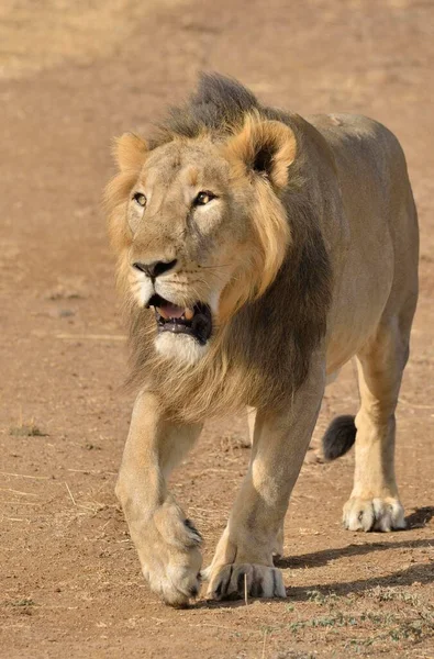 Asiatiskt Lejon Panthera Leo Persica Man Gir Tolkningszon Gir Forest — Stockfoto