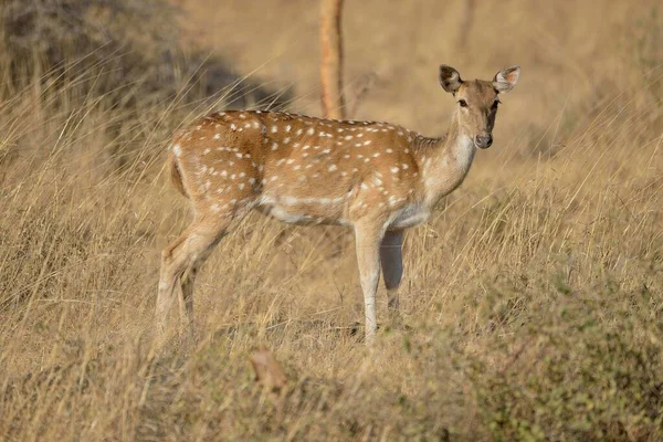 Chital Cheetal Axis Deer Asse Dell Asse Femmina Gir Forest — Foto Stock