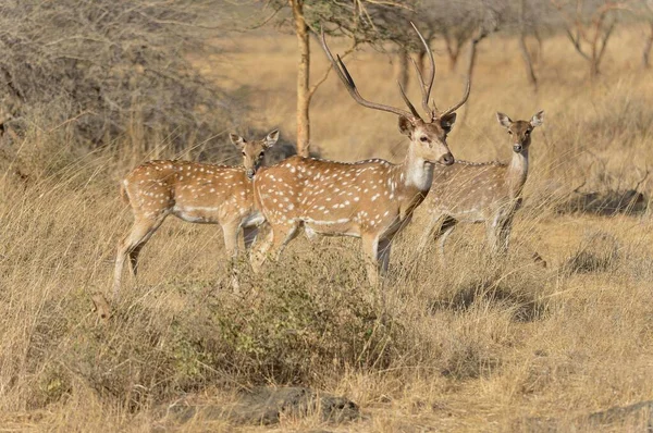 Chital Cheetal Axis Deer Asse Dell Asse Gir Forest National — Foto Stock