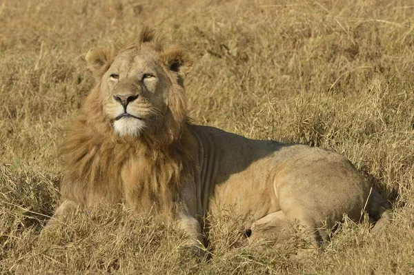 Lion Panthera Leo Mane Ngorongoro Serenfeli Tanzania Africa — стоковое фото