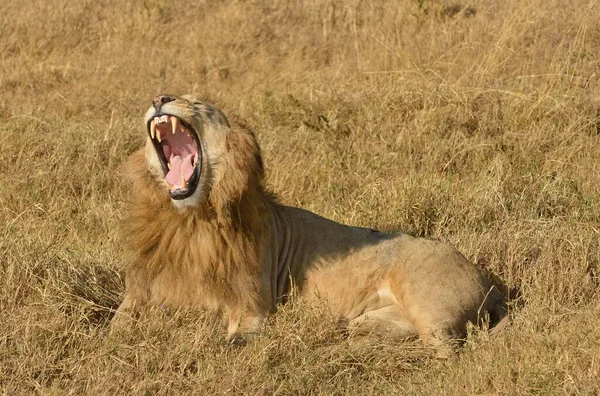 Singa Jantan Yawning Panthera Leo Dengan Surai Ngorongoro Serengeti Tanzania — Stok Foto