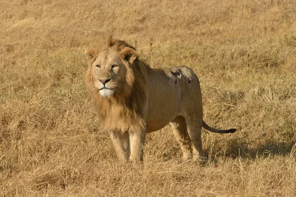 Leão Panthera Leo Com Crina Ngorongoro Serengeti Tanzânia África — Fotografia de Stock