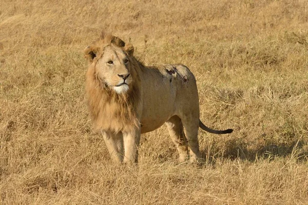 Lew Panthera Leo Grzywą Ngorongoro Serengeti Tanzania Afryka — Zdjęcie stockowe