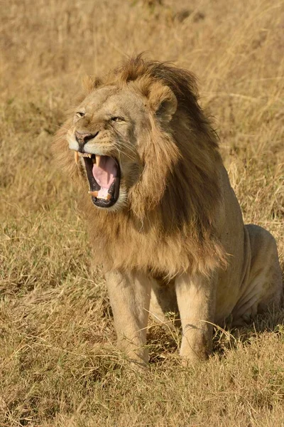 Lev Panthera Leo Hřívou Ngorongoro Serengeti Tanzanie Afrika — Stock fotografie