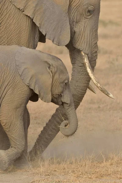 Afrikanische Buschelefanten Loxodonta Africana Kuh Mit Kalb Amboseli Nationalpark Rift — Stockfoto