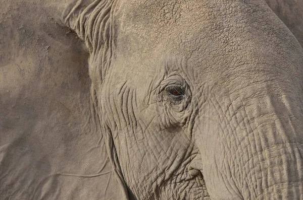 Africano Elefante Bush Loxodonta Africana Retrato Parque Nacional Amboseli Província — Fotografia de Stock