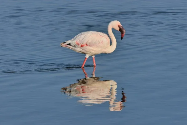 Mindre Flamingo Phoenicopterus Minor Står Sjön Nakuru Nakuru Nationalpark Nära — Stockfoto