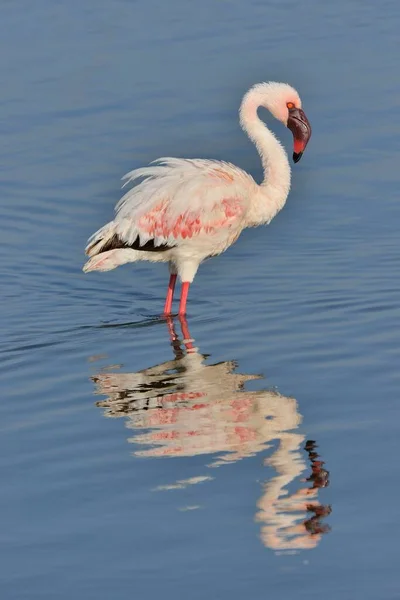 Kleiner Flamingo Phoenicopterus Minor Steht Lake Nakuru Lake Nakuru National — Stockfoto
