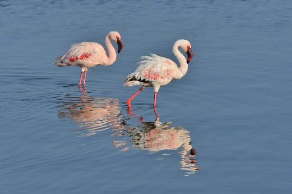 Kleiner Flamingo Phoenicopterus Minor Zwei Flamingos Die Lake Nakuru Lake — Stockfoto