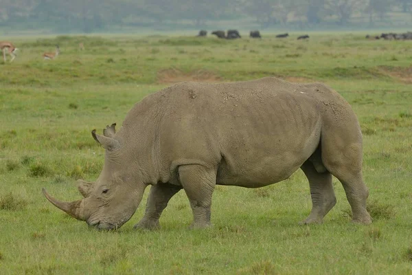 Nosorożec Biały Ceratotherium Simum Park Narodowy Jezioro Nakuru Niedaleko Nakuru — Zdjęcie stockowe