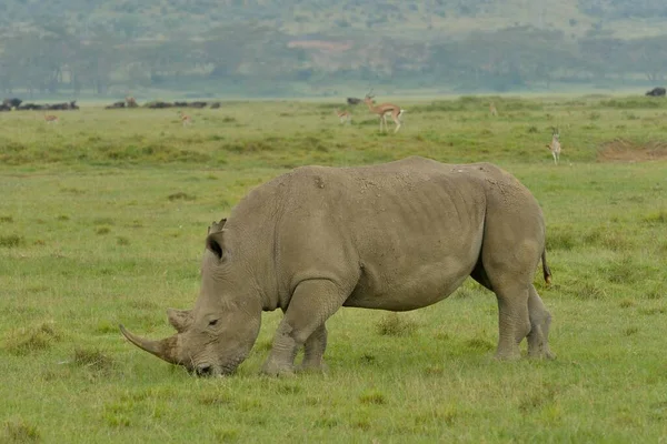 Rhinoceros Rhinoceros Ceratotherium Simum Εθνικό Πάρκο Της Λίμνης Nakuru Κοντά — Φωτογραφία Αρχείου