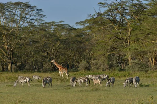Rothschild Giraffe Lub Ugandan Giraffe Giraffa Camelopardalis Rothschildi Grant Zebras — Zdjęcie stockowe