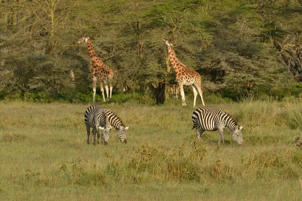 Rothschild Giraffes Oegandese Giraffes Giraffa Camelopardalis Rothschildi Grant Zebra Equus — Stockfoto