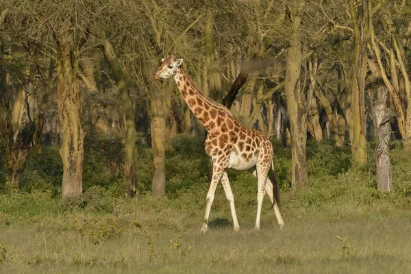 Rothschild Giraffe Ugandan Giraffe Giraffa Camelopardalis Rothschildi Lake Nakuru National — Stockfoto