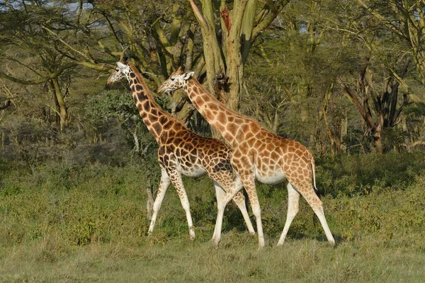 Rothschild Giraffes Ugandan Giraffes Giraffa Camelopardalis Rothschildi Lake Nakuru National — стокове фото